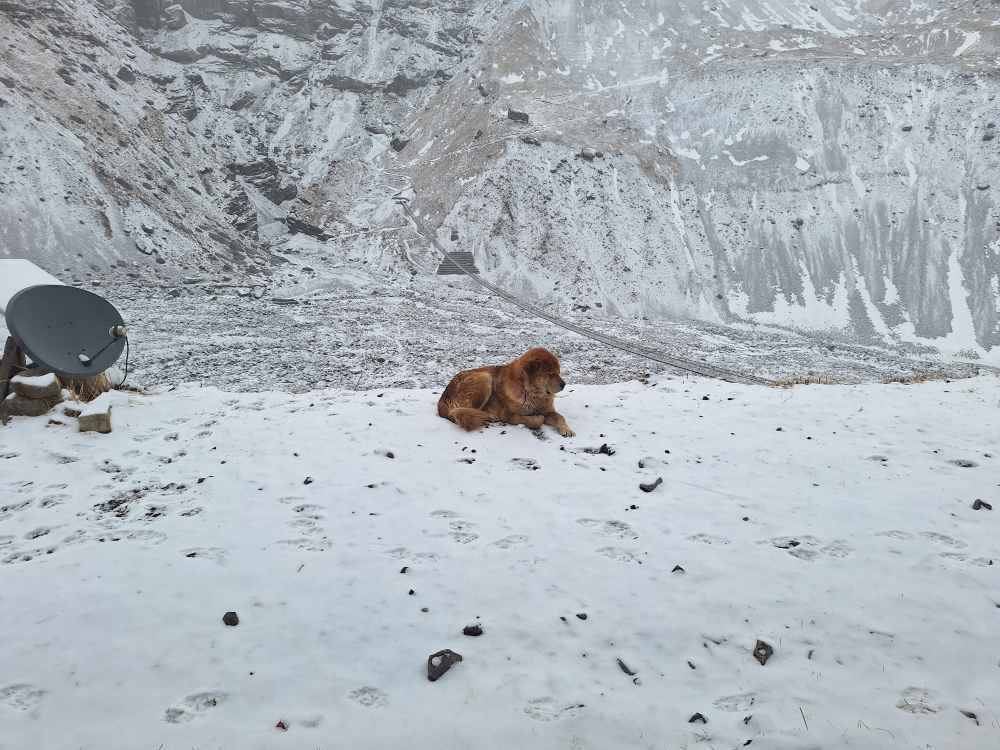 Snow dog