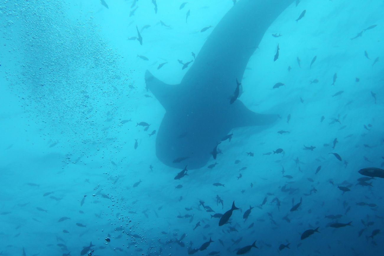 Whale shark