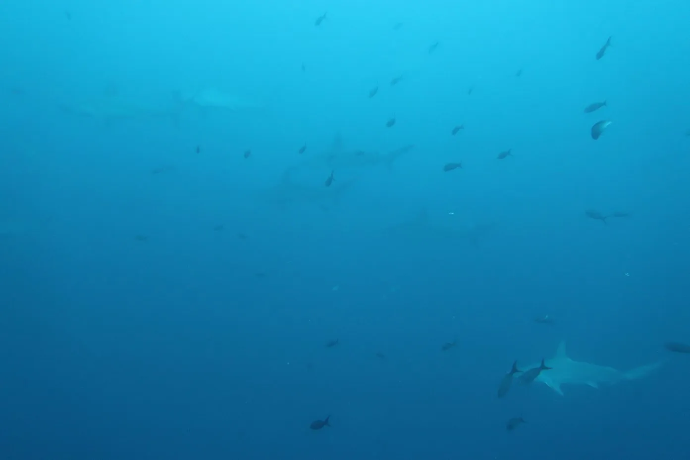 Shark school