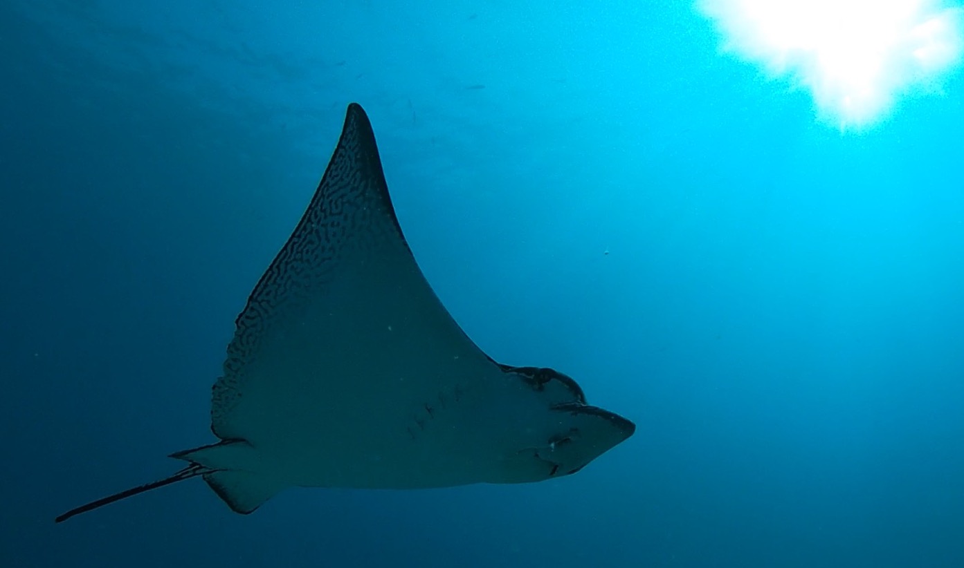 Eagle ray